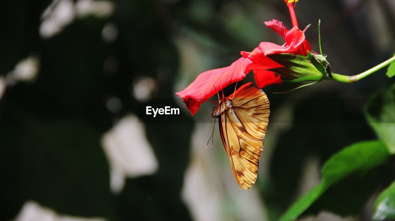 Close-up of a butterfly