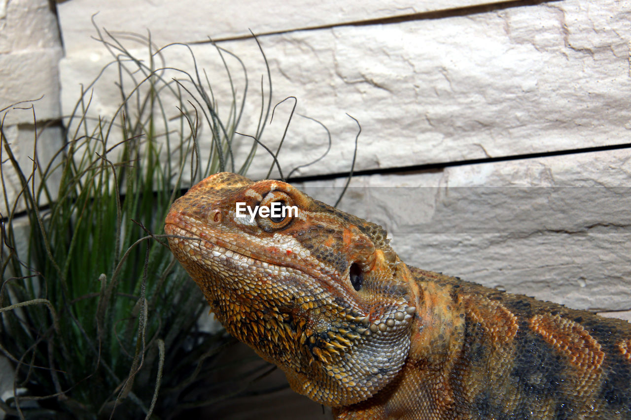 CLOSE-UP OF A LIZARD ON A PLANT