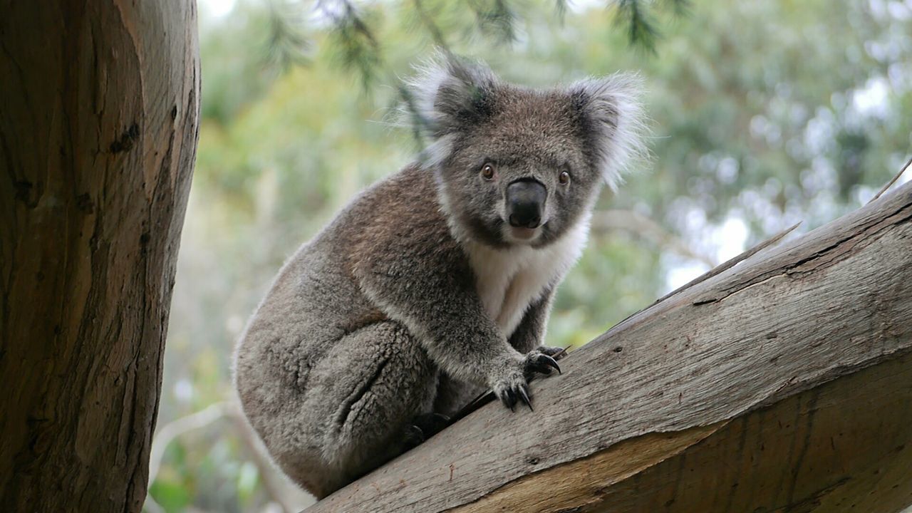 Low angle portrait of koala sitting on branch at zoo