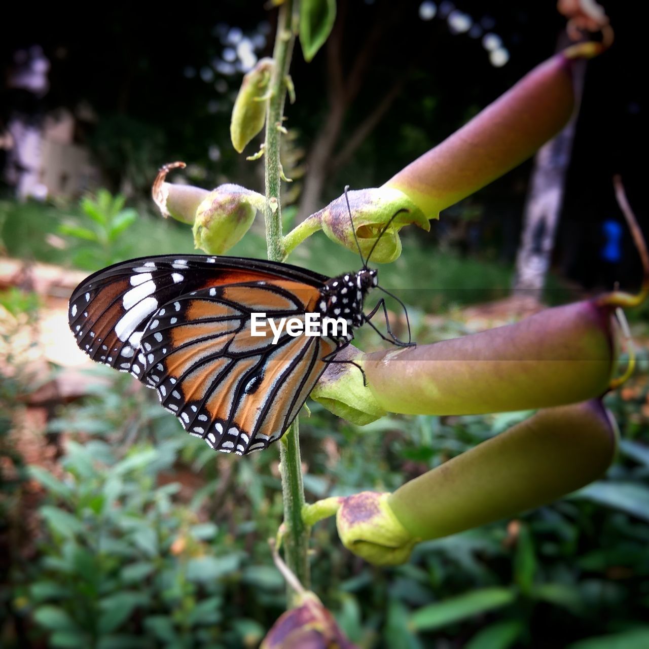 BUTTERFLY PERCHING ON PLANT