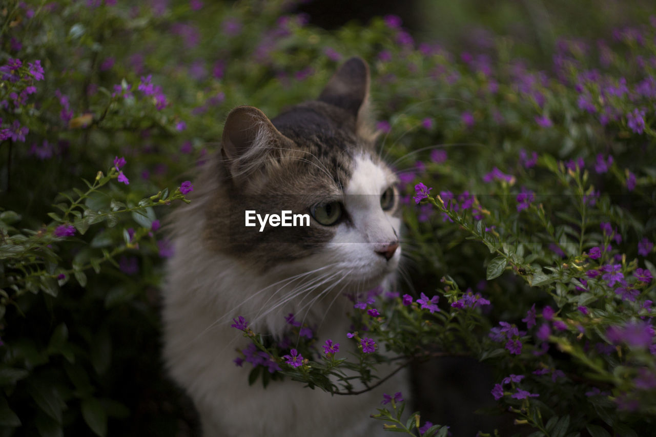 CLOSE-UP OF CAT LOOKING UP