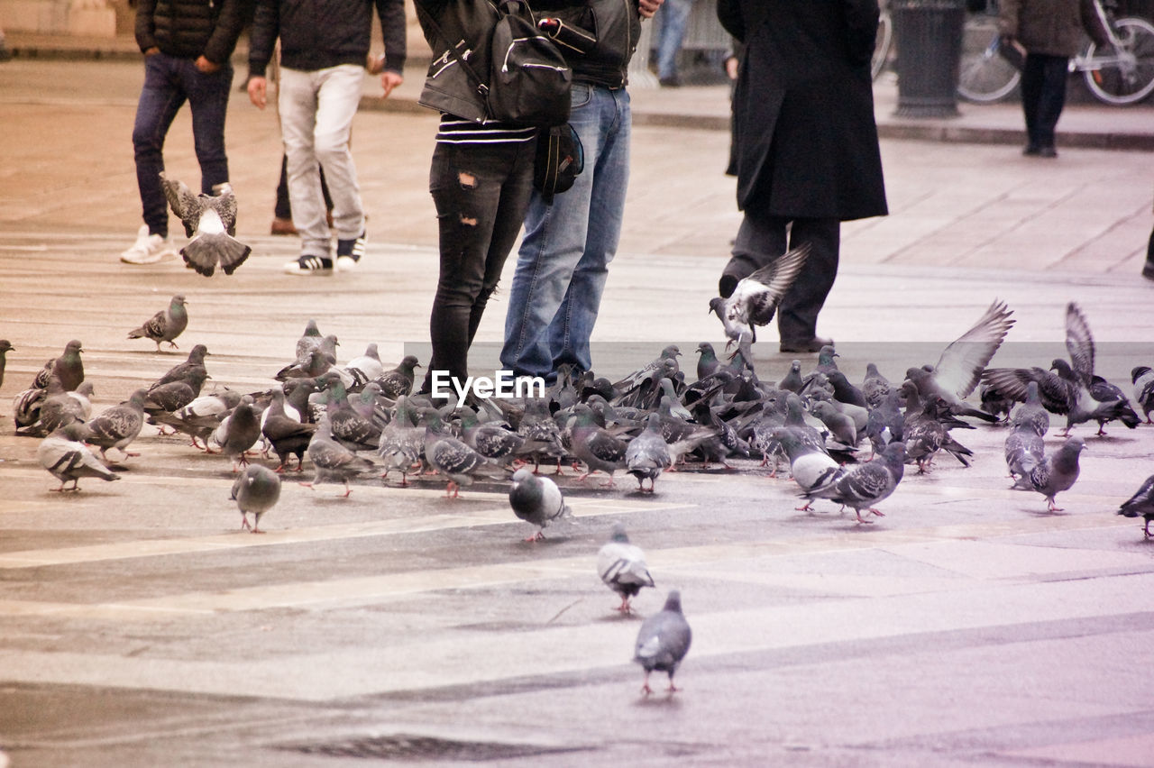 Low section of people by pigeons on street