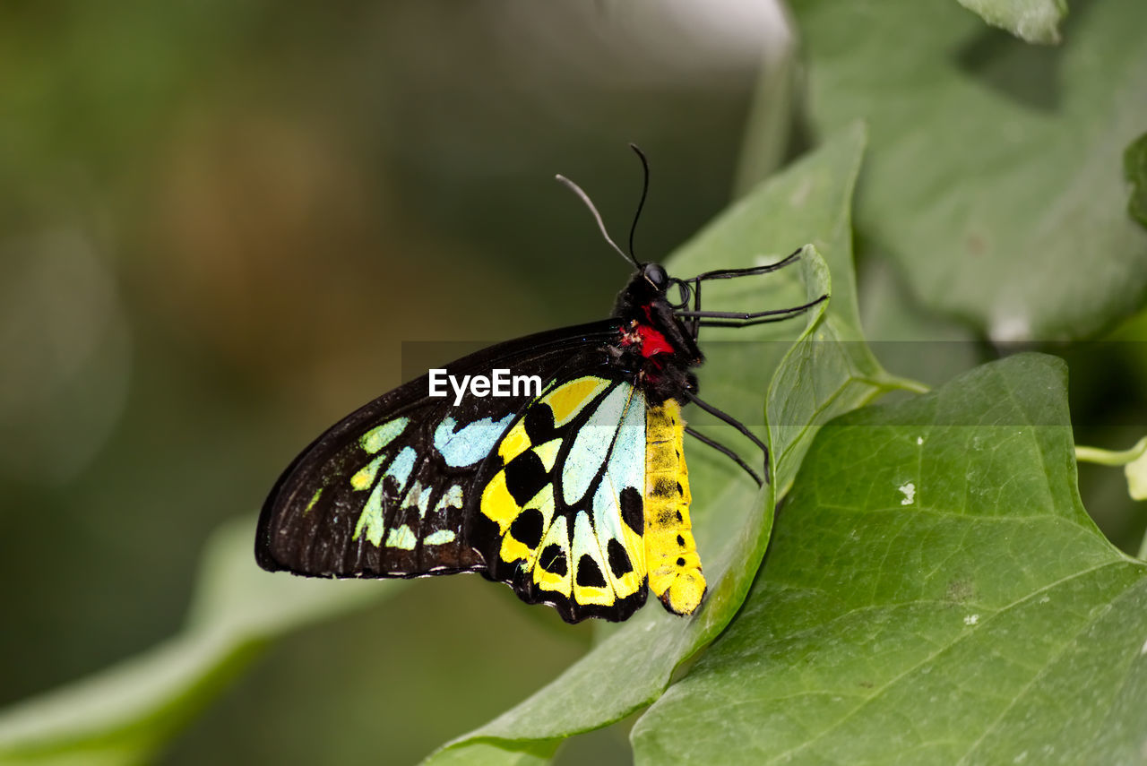 Close-up of a cairns birdwing butterfly