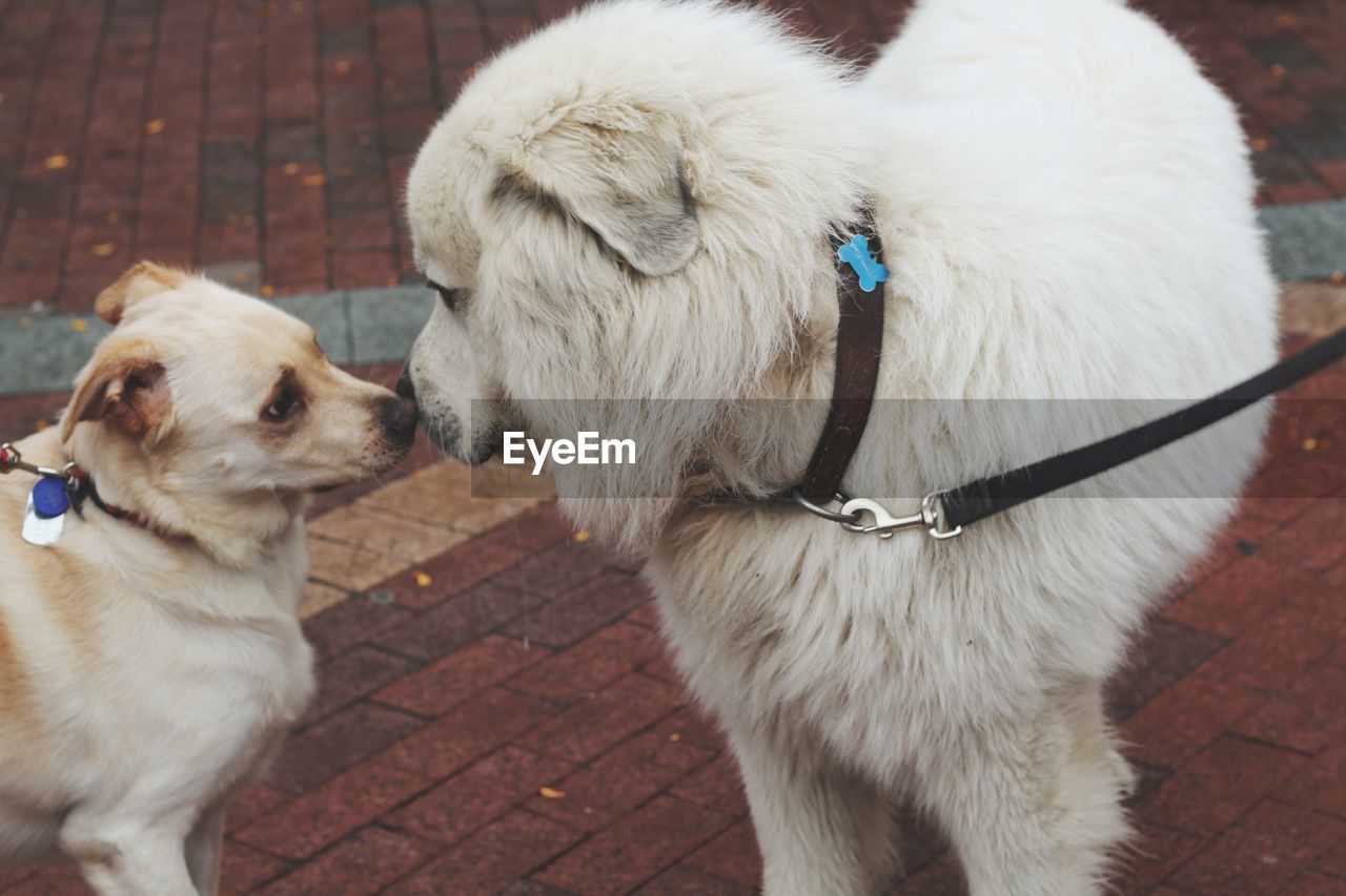 Close-up of dog outdoors