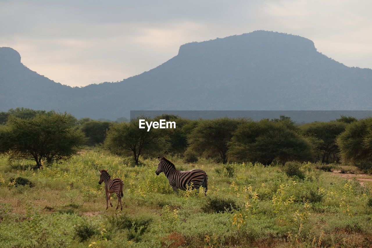 VIEW OF A HORSE ON FIELD