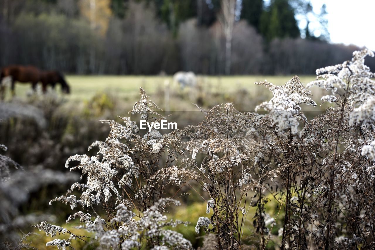 VIEW OF A SNOW ON FIELD