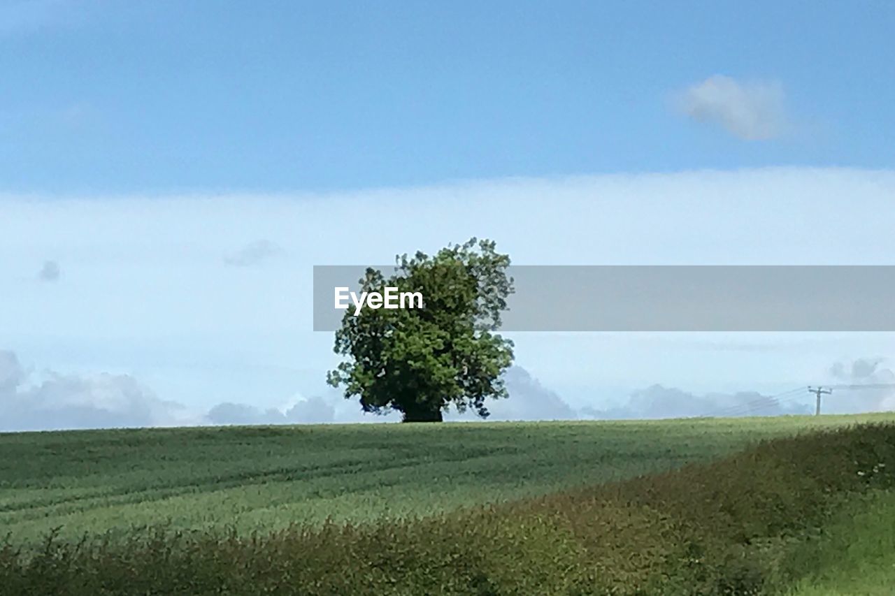 TREE ON FIELD AGAINST SKY