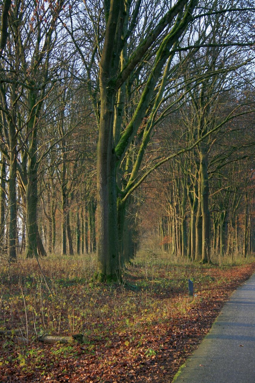 VIEW OF TREES IN FOREST