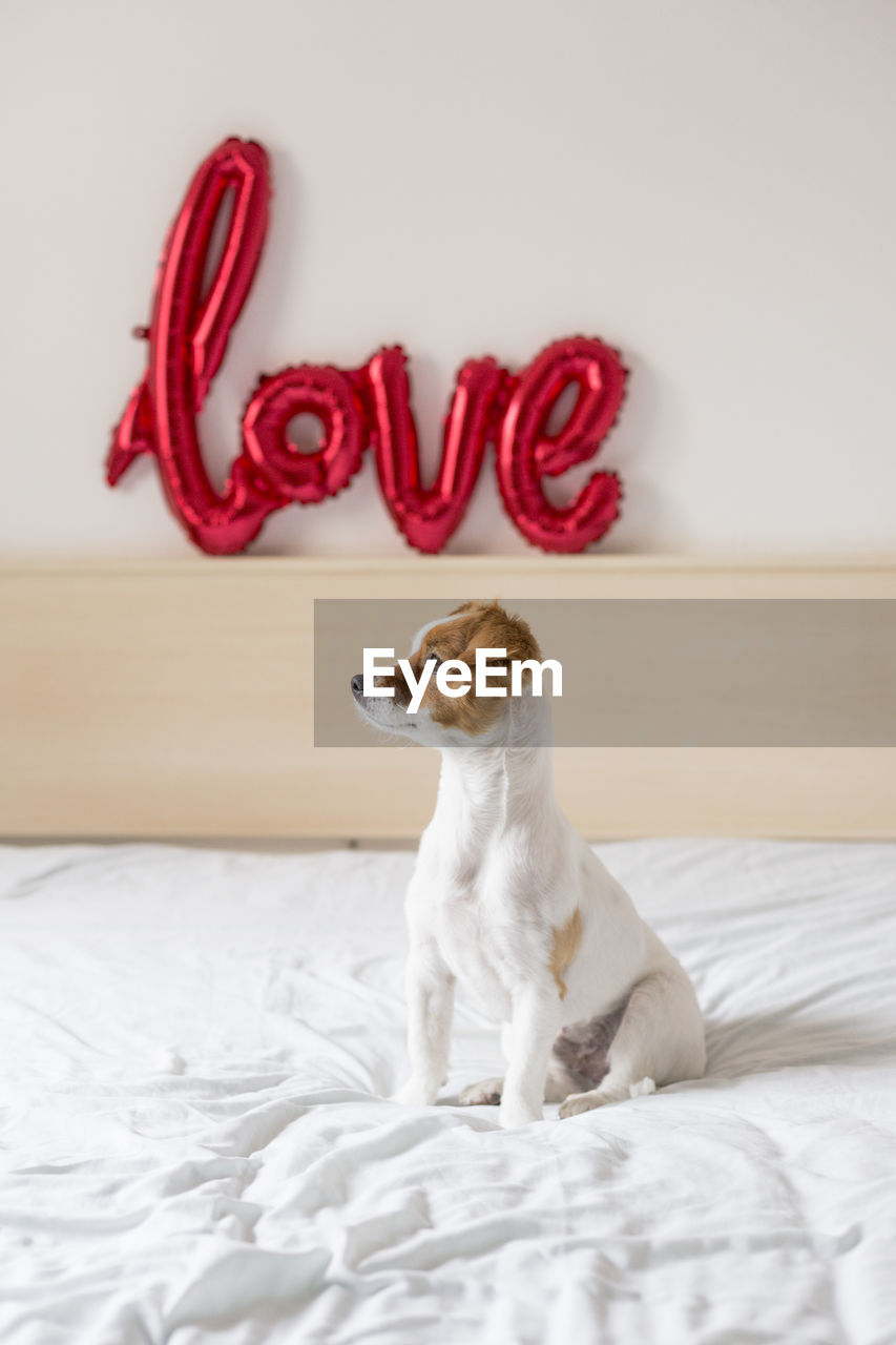 Dog sitting on bed against wall at home