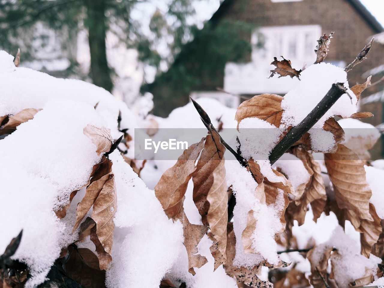 CLOSE-UP OF SNOW COVERED LEAVES ON FIELD