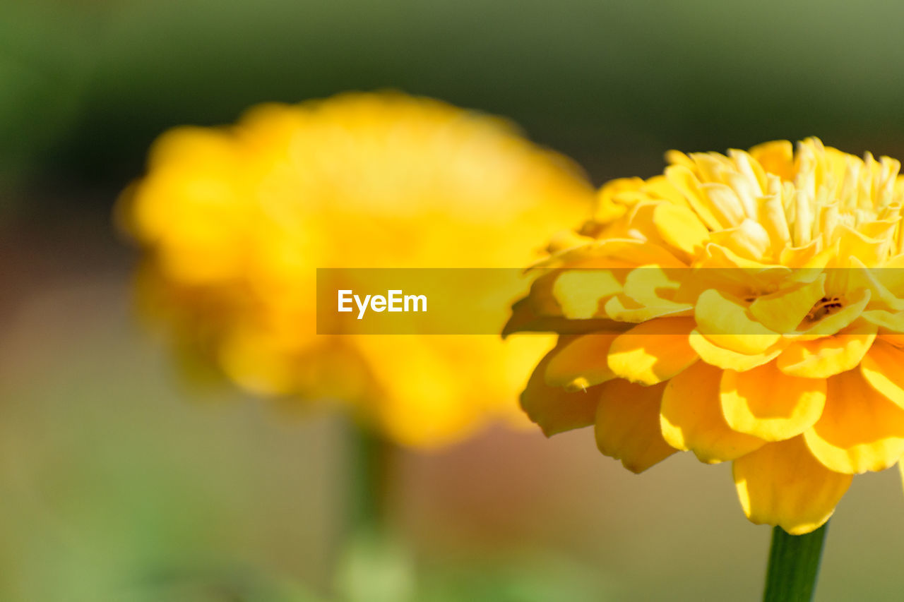 Close-up of yellow flower blooming outdoors