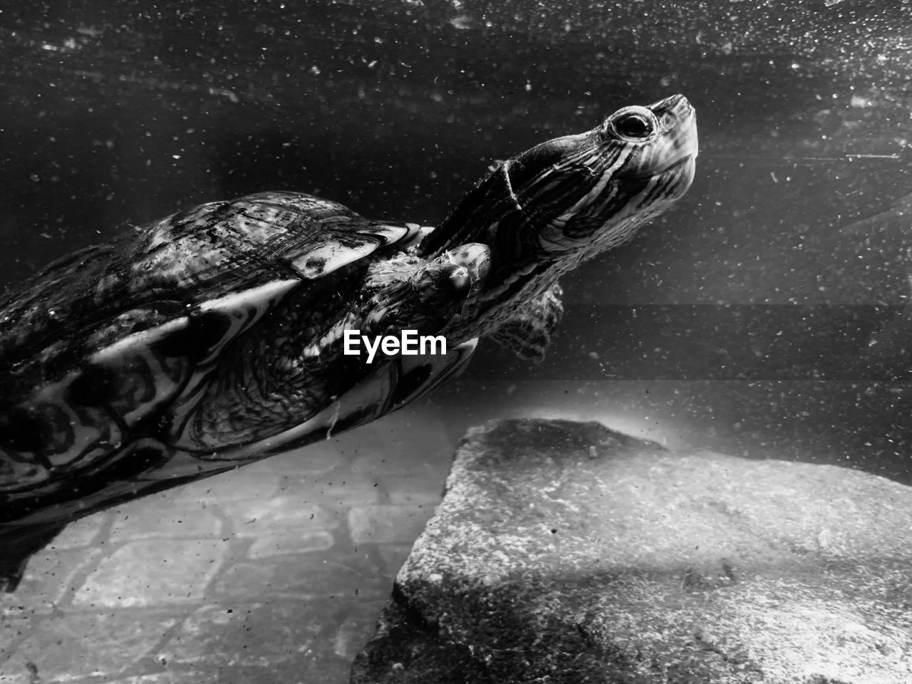 black and white, animal, animal themes, turtle, animal wildlife, one animal, wildlife, water, reptile, monochrome, monochrome photography, sea turtle, swimming, sea, black, nature, no people, underwater, tortoise, loggerhead sea turtle, sea life, marine, outdoors, animal body part