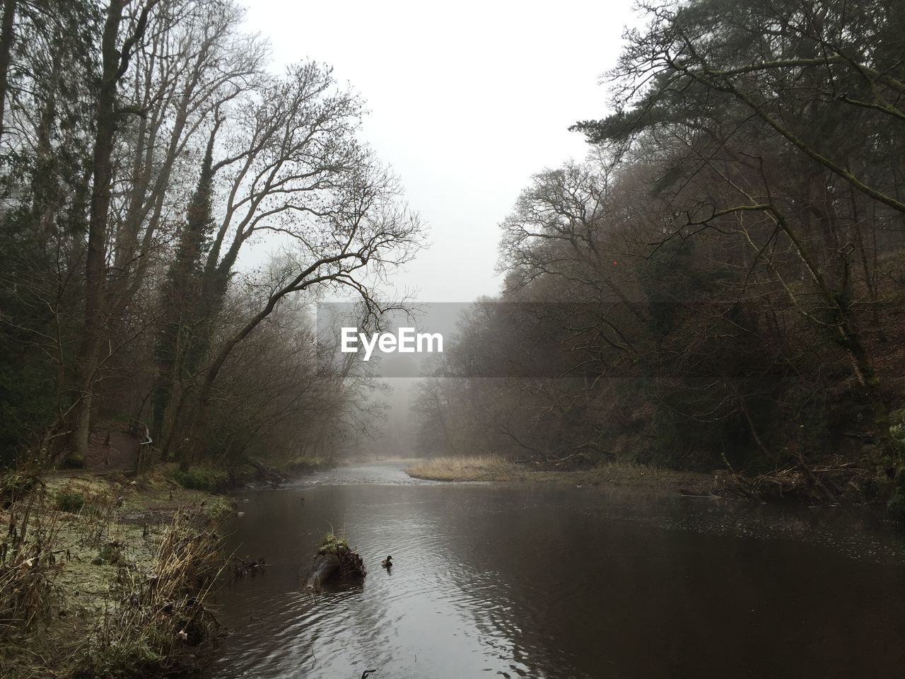 Scenic view of lake amidst bare trees at forest