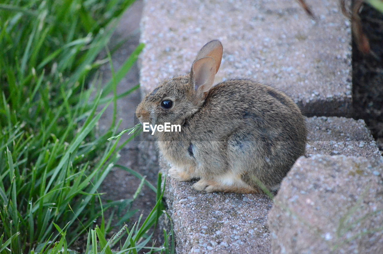 Close-up of a rabbit on rock