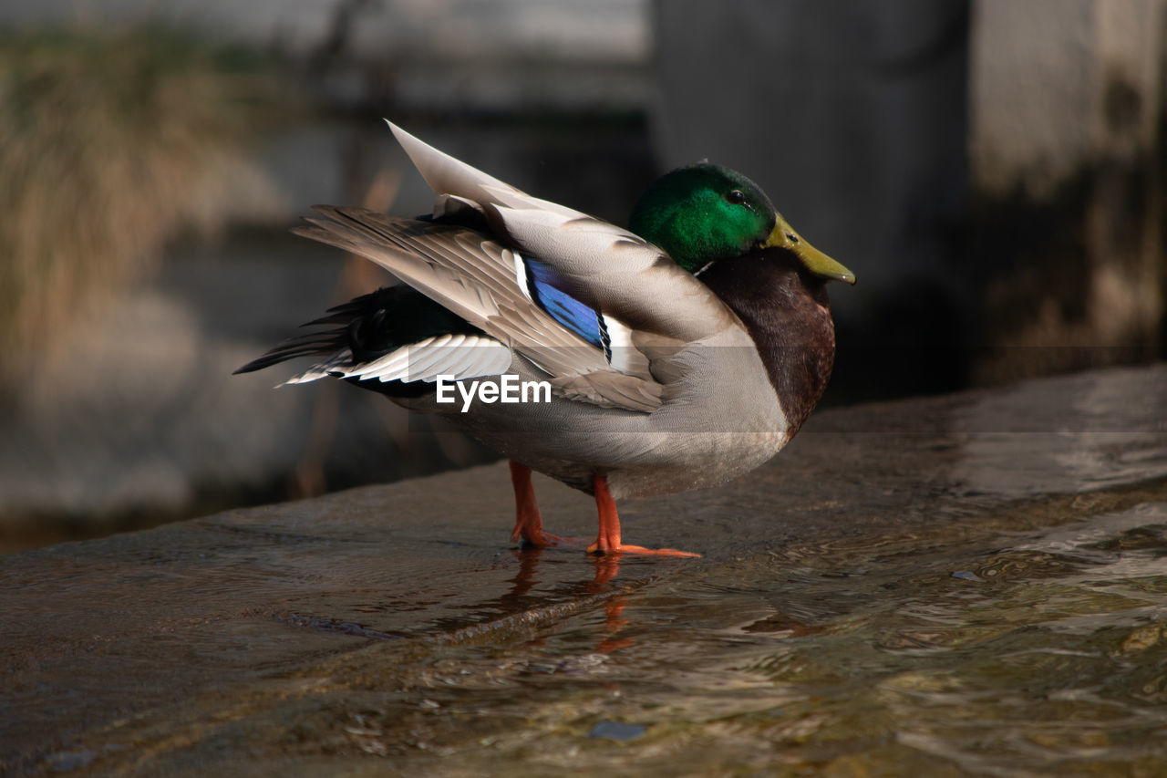 close-up of bird perching on lake