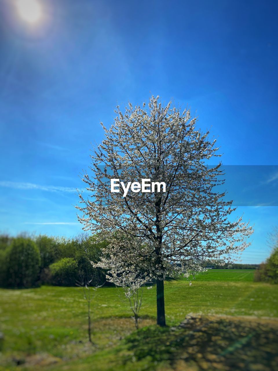 TREE ON FIELD AGAINST BLUE SKY