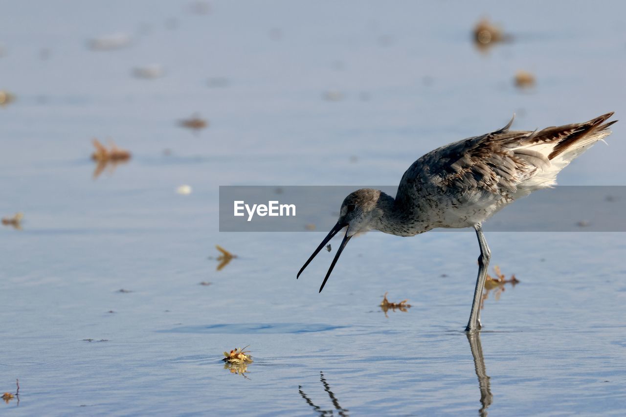 Willet on beach