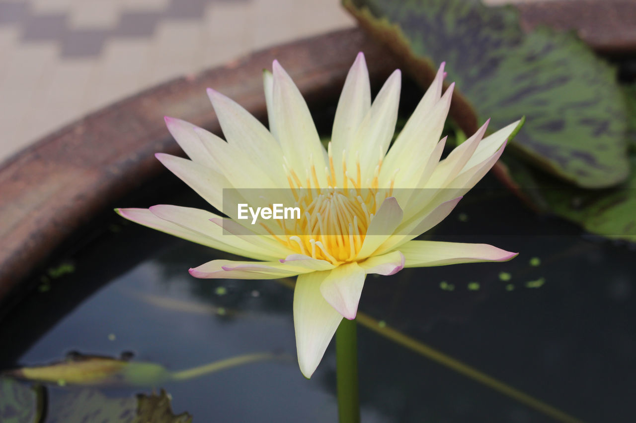 WATER LILY IN POND