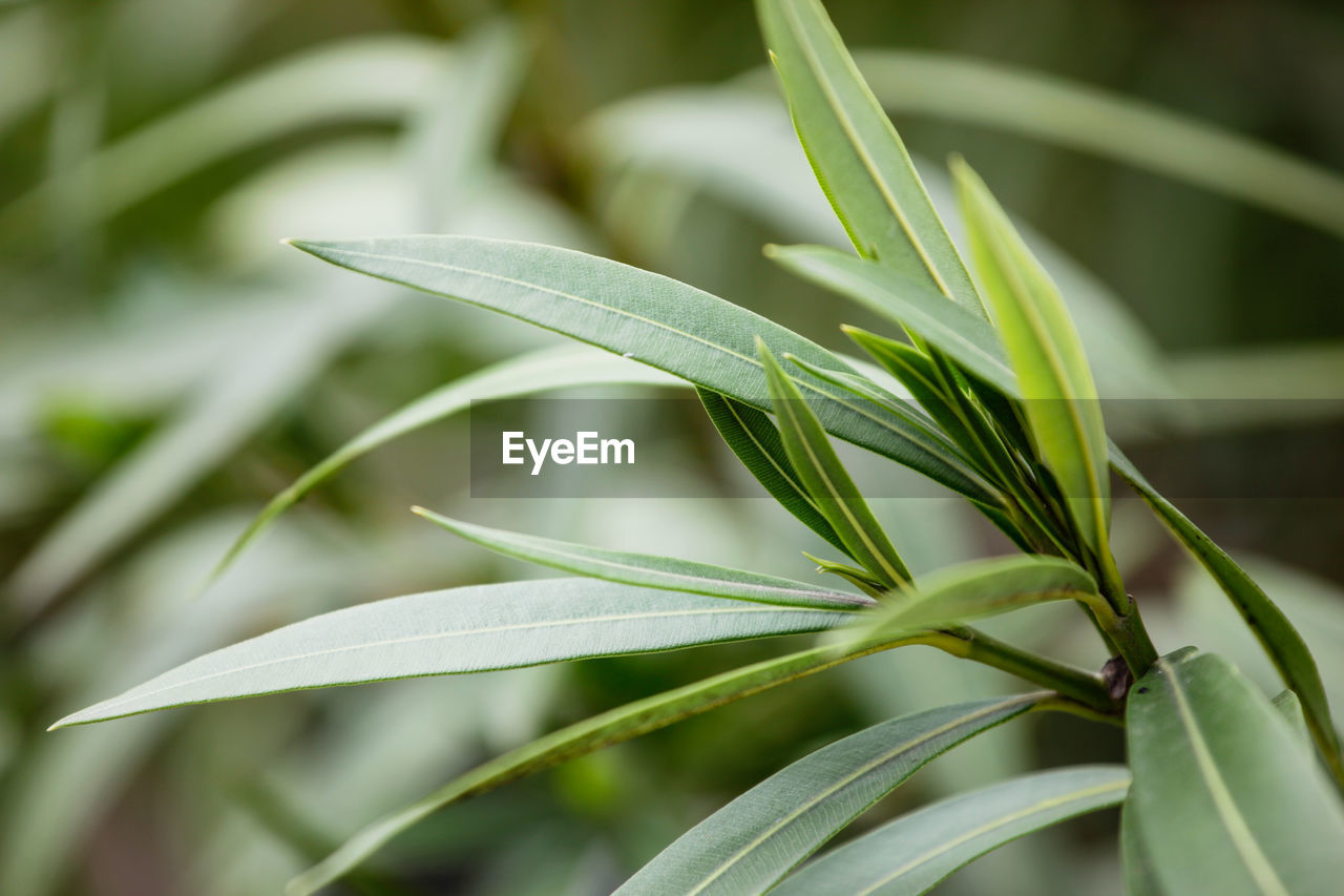 Nerium oleander is a shrub or small tree in the dogbane family apocynaceae, toxic in all its parts