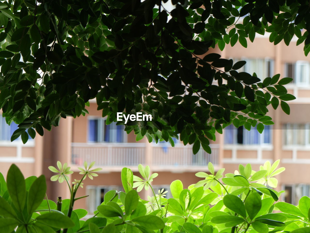 IVY GROWING ON PLANT IN CITY