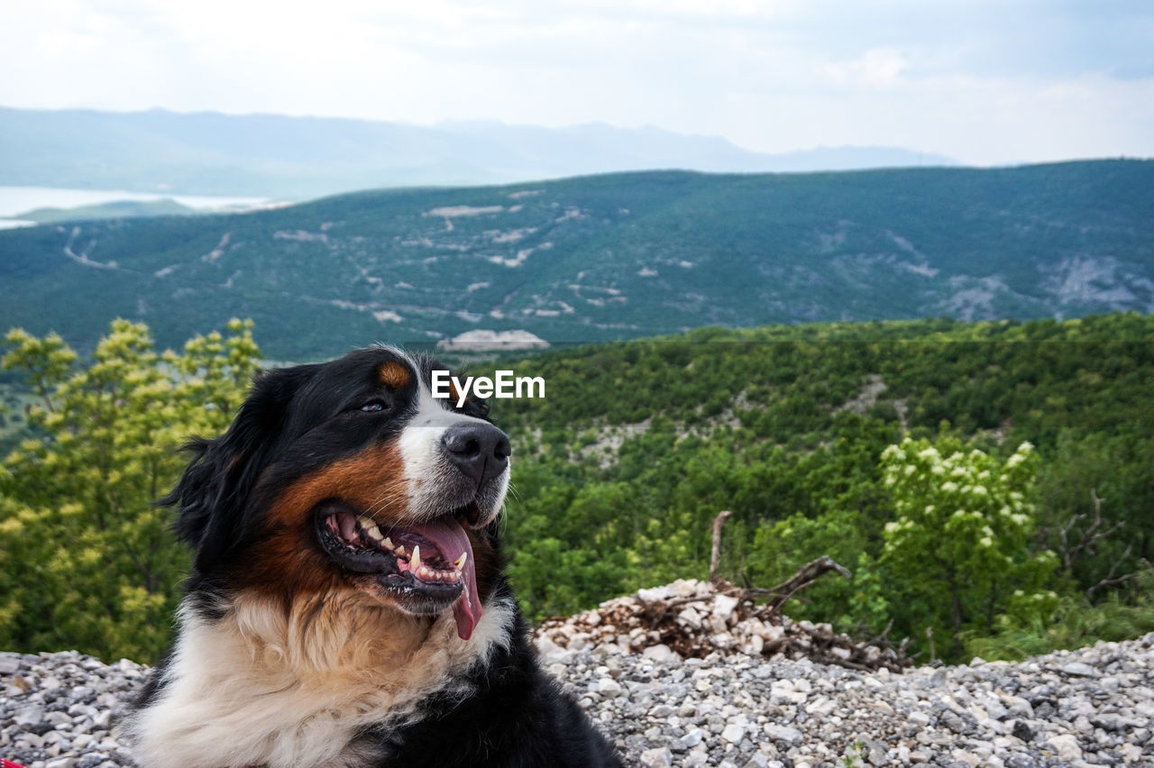 DOG LOOKING AWAY AGAINST MOUNTAINS