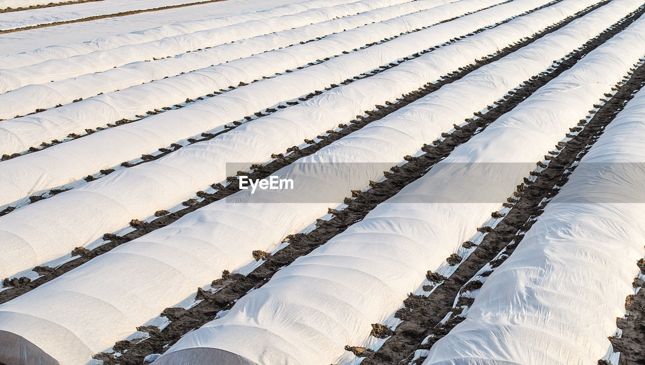 Farm potato plantation sheltered with spunbond spunlaid nonwoven agricultural fabric. 