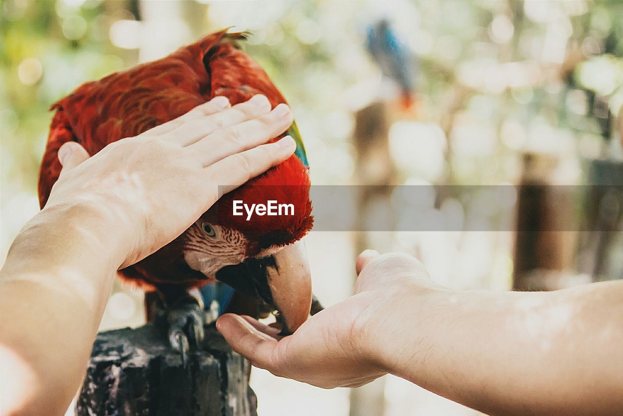 Close-up of hands with scarlet macaw