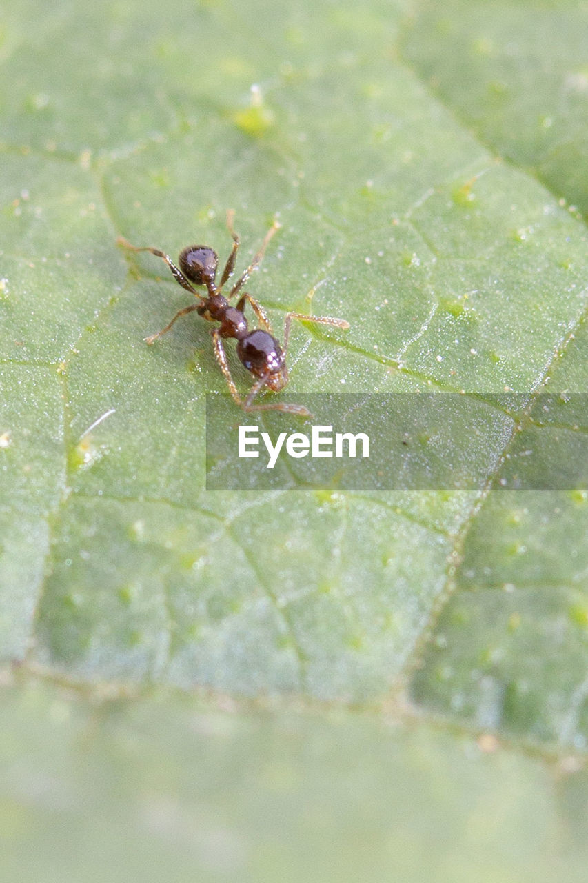 CLOSE-UP OF SPIDER ON PLANT