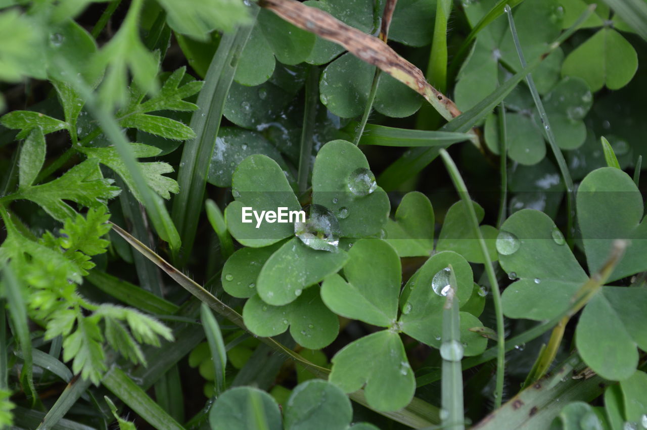 High angle view of wet plants