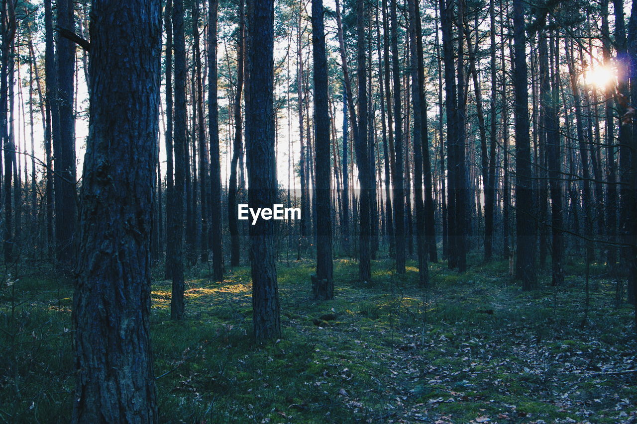 View of trees in the forest