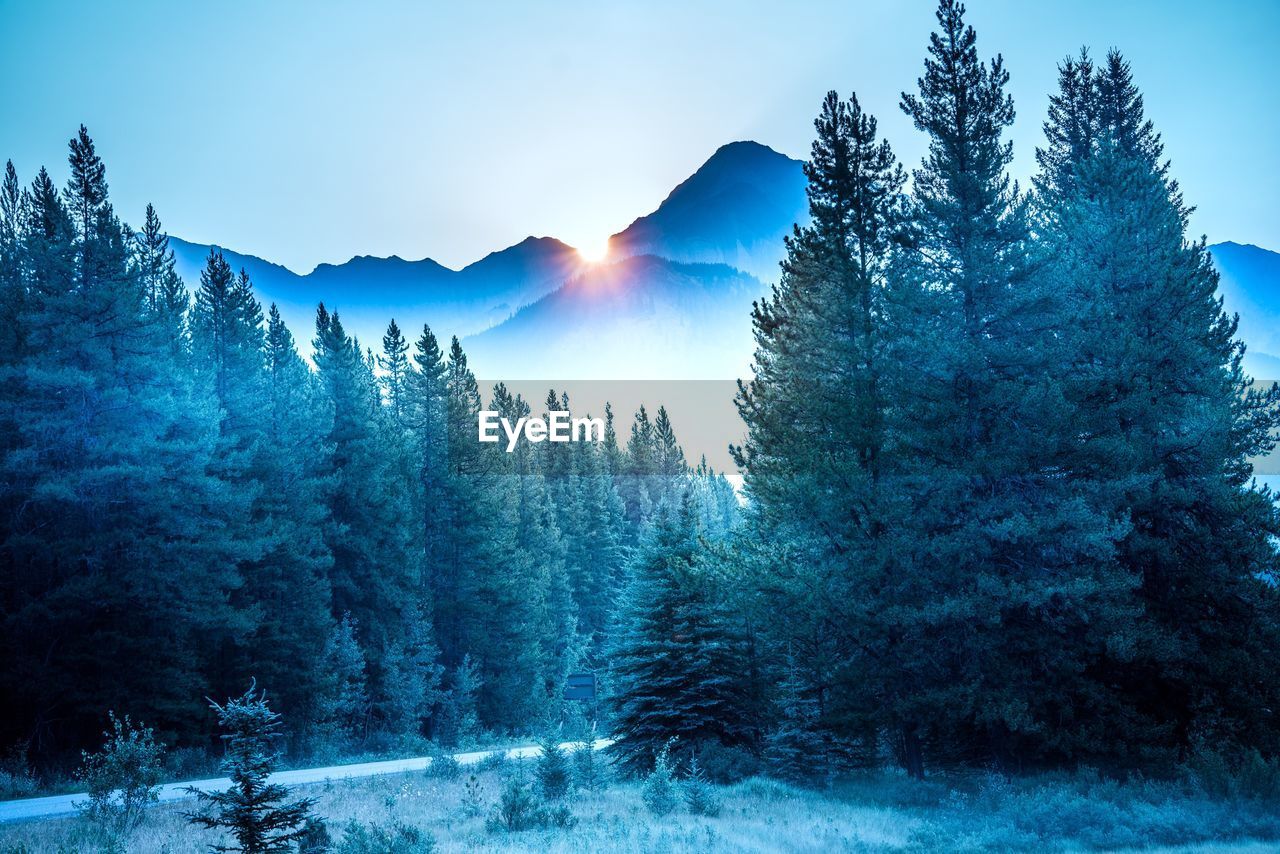 Trees against sky during winter