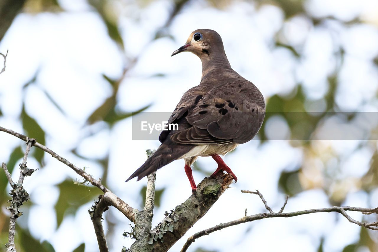 BIRD PERCHING ON BRANCH