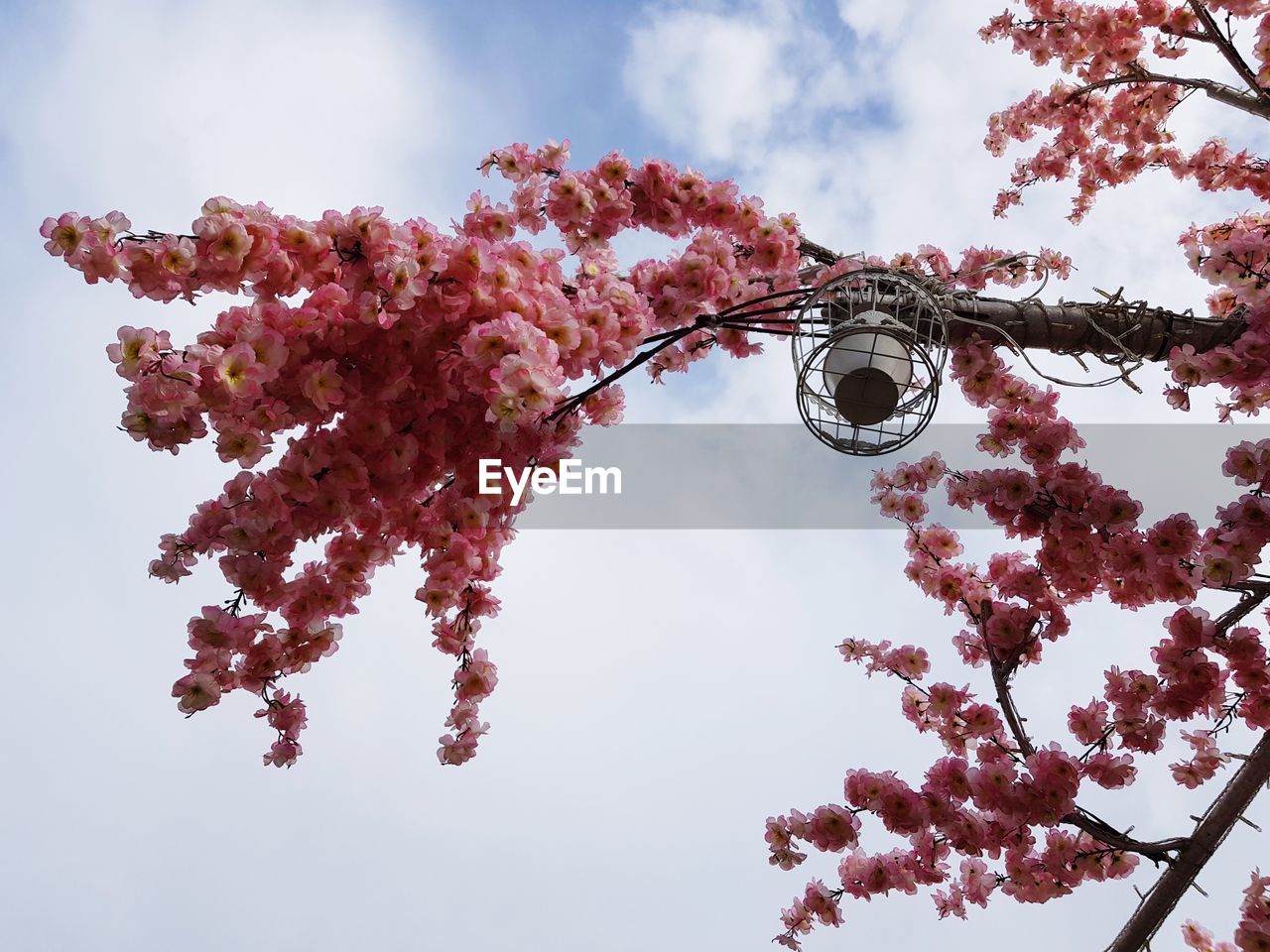 LOW ANGLE VIEW OF PINK CHERRY BLOSSOM TREE AGAINST SKY