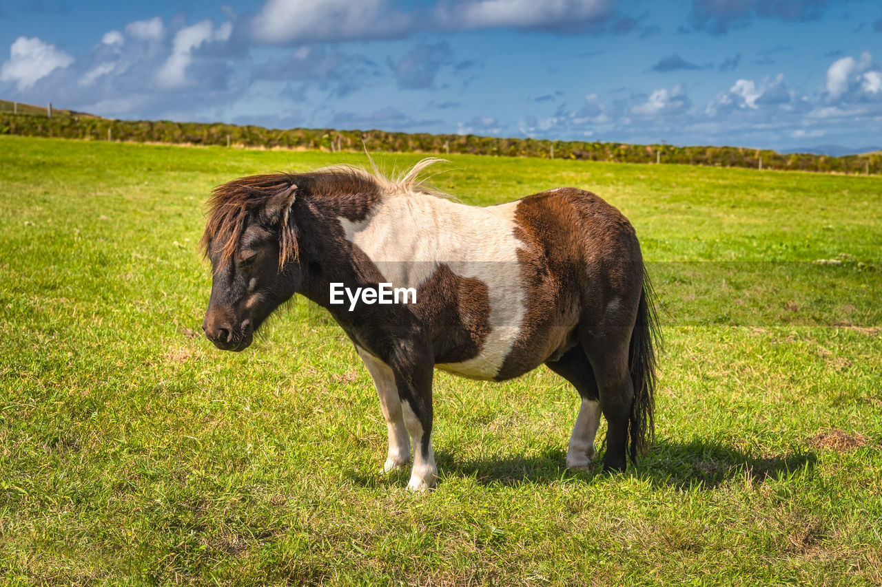 Miniature horse in brown and white colours standing on sunny field or meadow, rink of kerry, ireland