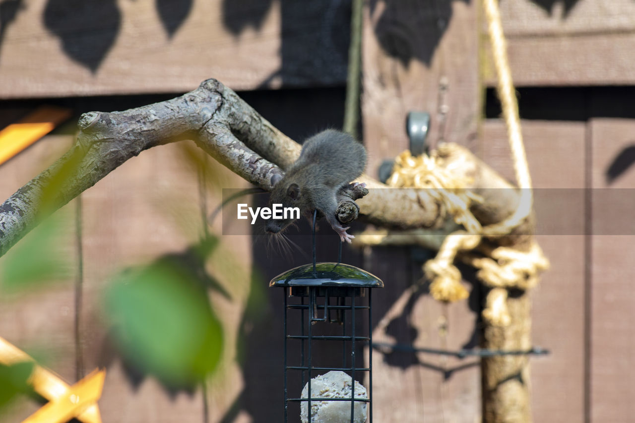 Rat at a bird feeder