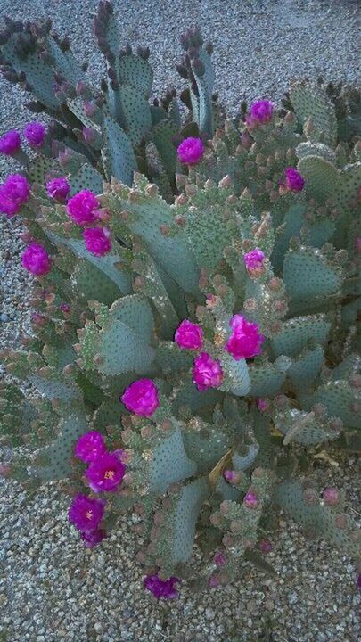 PINK FLOWERS BLOOMING IN PARK