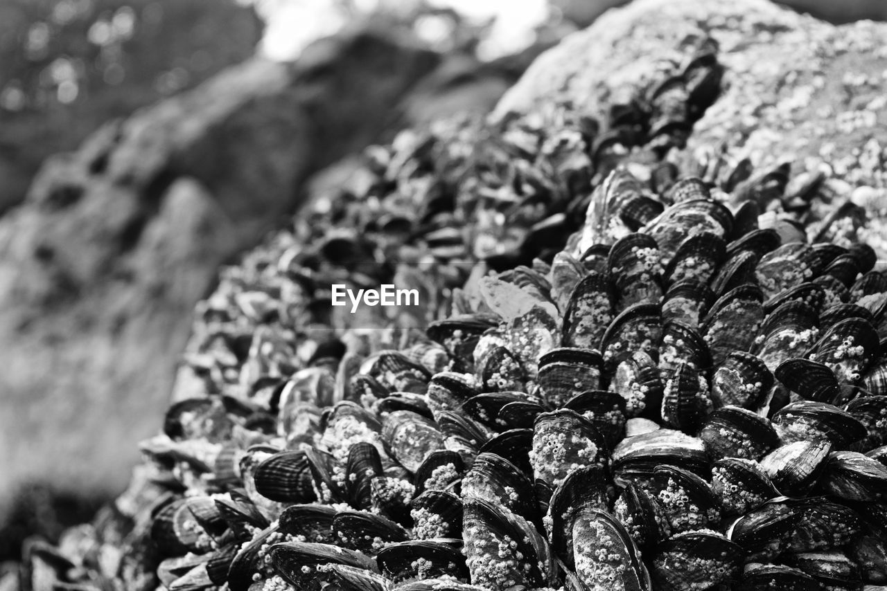 Close-up of mussels on rocks