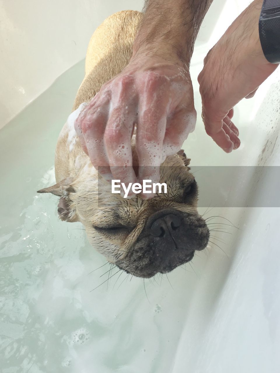 A cute french bulldog taking a bath