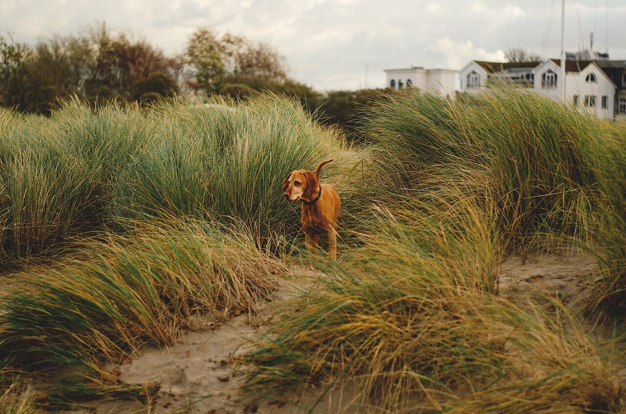 Dog in grass
