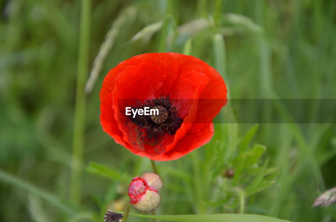 Close-up of red flower blooming