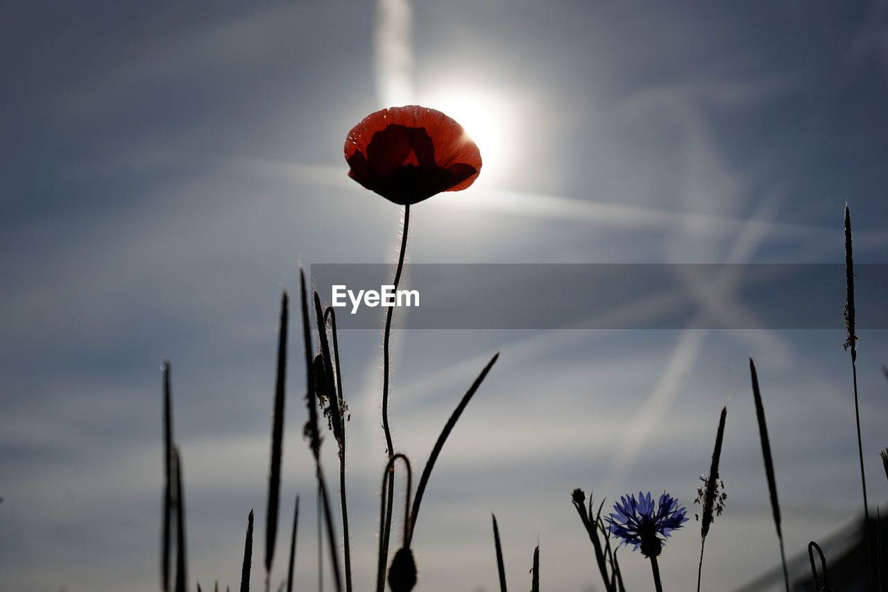 Close-up of flower blooming against sky