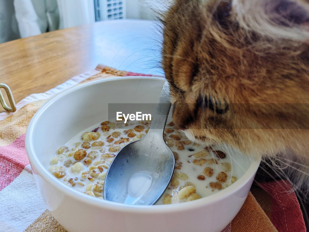 Close-up of cat in bowl on table