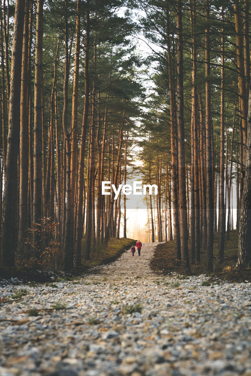 rear view of woman walking in forest