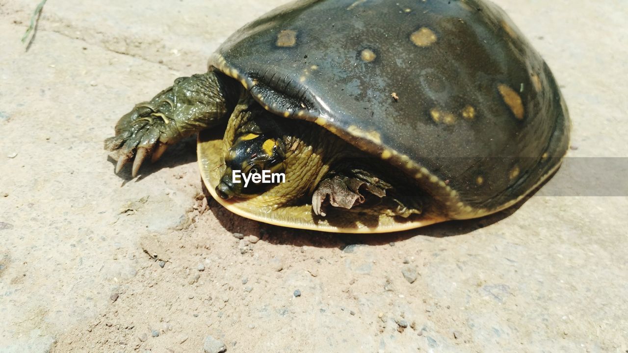 HIGH ANGLE VIEW OF TORTOISE ON GROUND