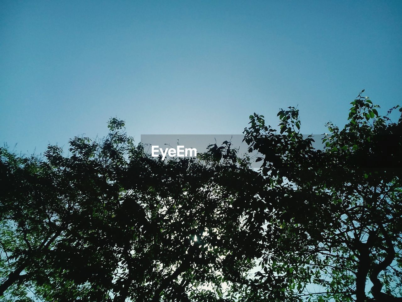 LOW ANGLE VIEW OF TREES AGAINST CLEAR BLUE SKY