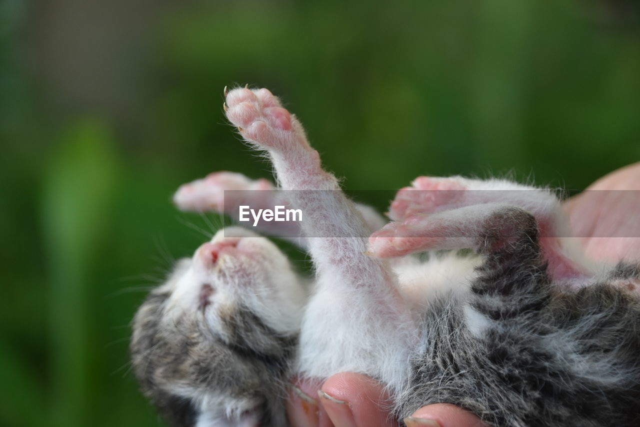 CLOSE-UP OF HAND HOLDING SQUIRREL