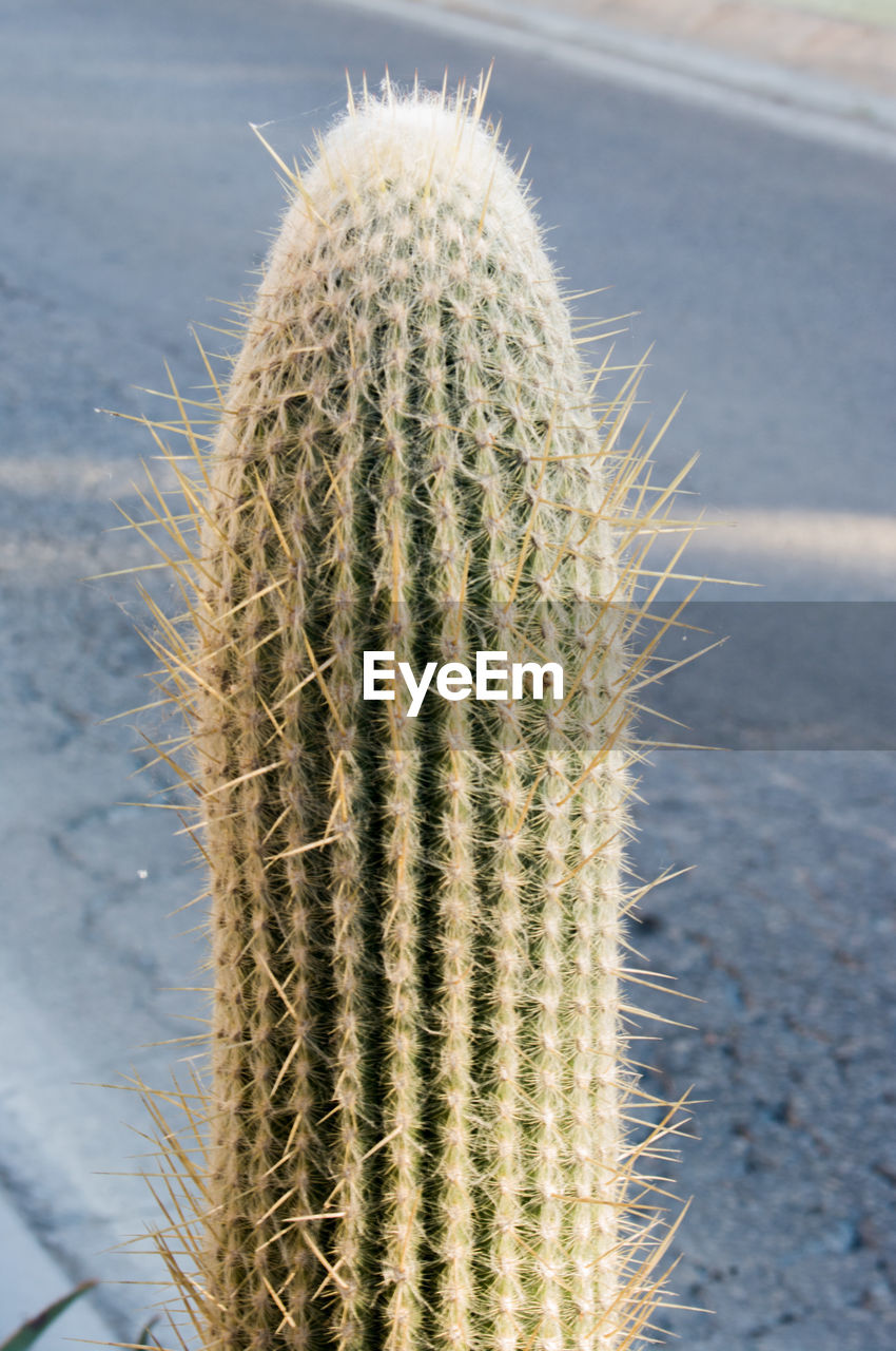 CLOSE-UP OF CACTUS ON PLANT