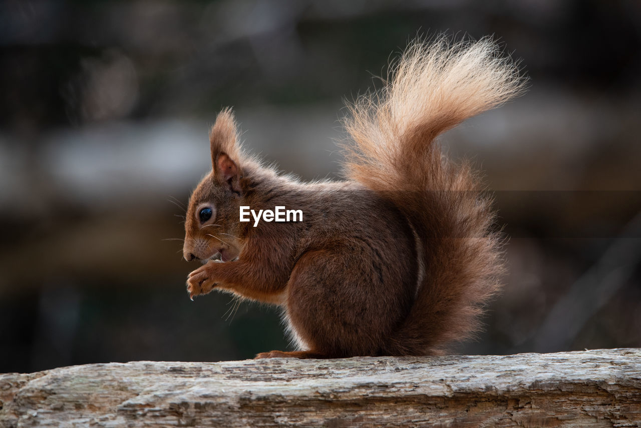 Profile photo of red squirrel eating a nut
