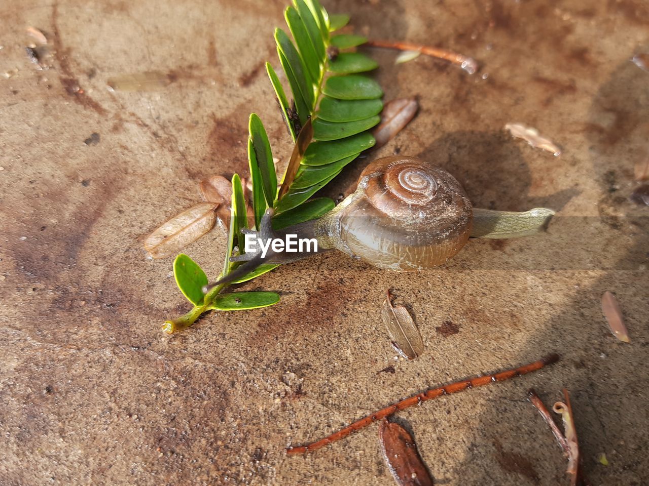 High angle view of snail on land