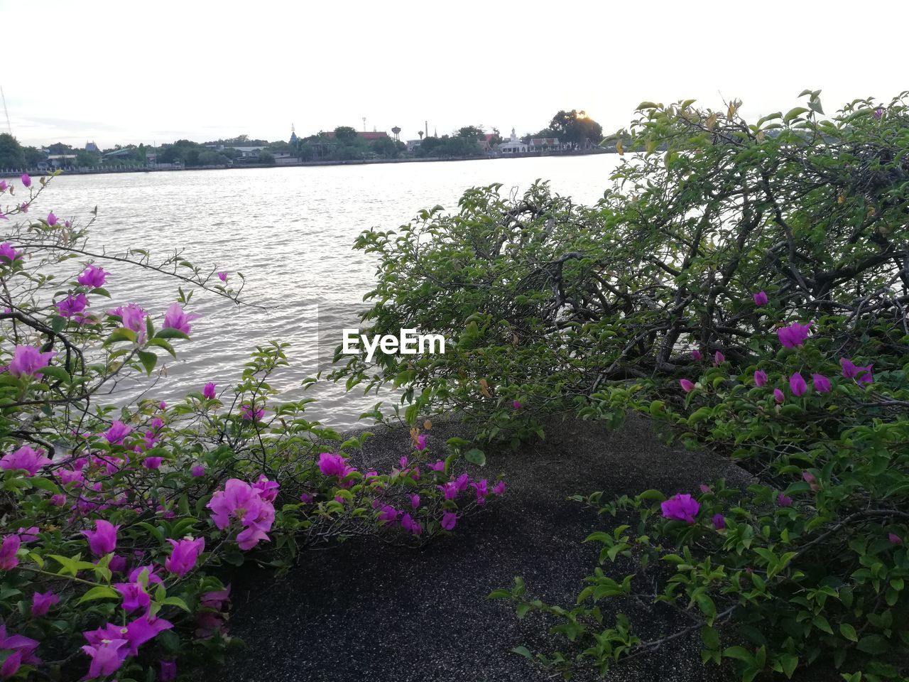 VIEW OF FLOWERING PLANTS BY RIVER